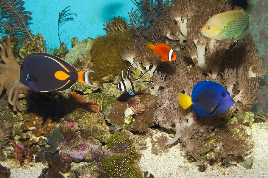 Coral Reef Fishes in Aquarium